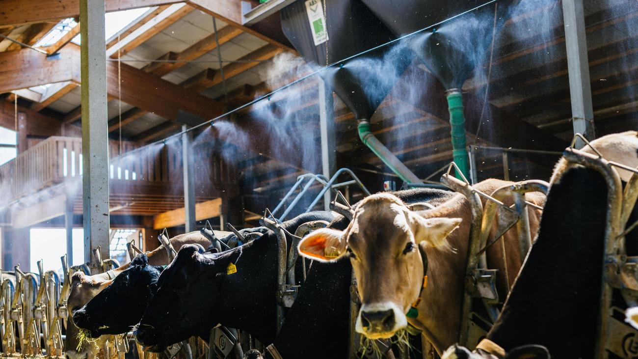 Tiere: Nebelanlage sorgt für Abkühlung im Kuhstall