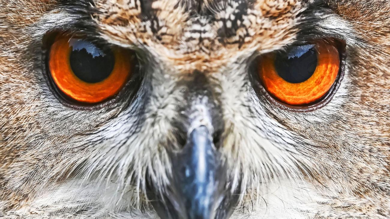 Tierischer Einsatz: Polizisten retten Uhu nach Sturz aus Nest