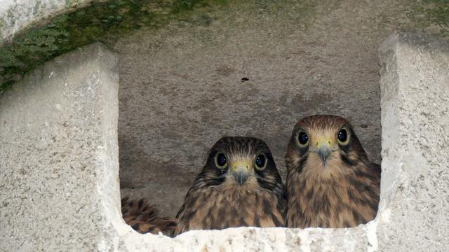 Tiere: Vier junge Falken gerettet - hinter heißem Blech eingeklemmt