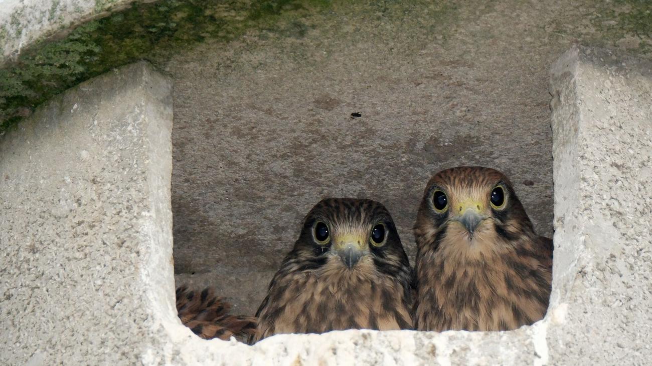 Tiere: Vier junge Falken gerettet - hinter heißem Blech eingeklemmt