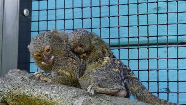 Gefährdete Art: Zwergseidenäffchen im Tiergarten Kleve geboren