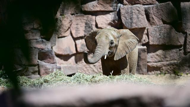 Afrikanische Elefanten: Afrikanische Elefanten zurück im Tierpark Berlin