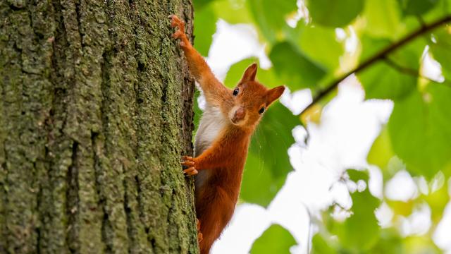 Tipps von Profis: Hitze in NRW: Wie man Wildtieren helfen kann