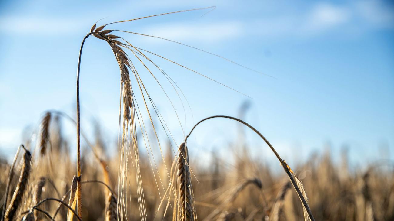 Erntebeginn: Landwirte bangen wegen Trockenheit um Getreide