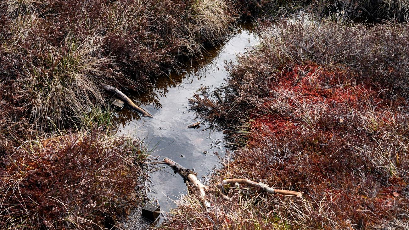 Naturschützer schlagen Alarm: «Massensterben droht»: So trifft die Hitze Moore und Quellen