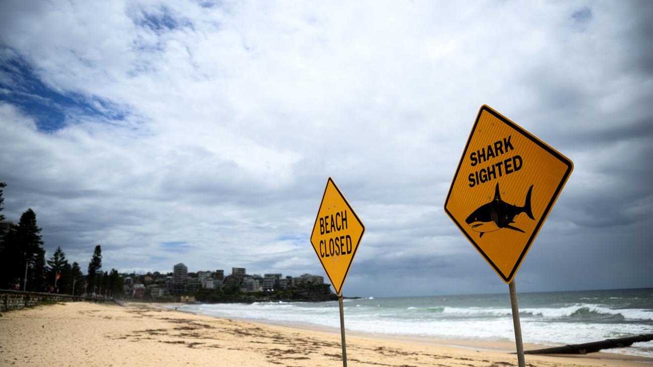 Auch Bondi Beach geschlossen: Vierter Tag in Folge: Hai-Alarm an Sydneys Stränden