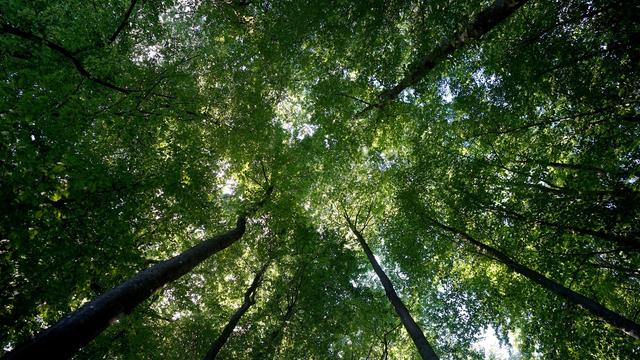 Schleswig-Holstein: Waldbrandgefahr steigt – Förster mahnen zur Vorsicht