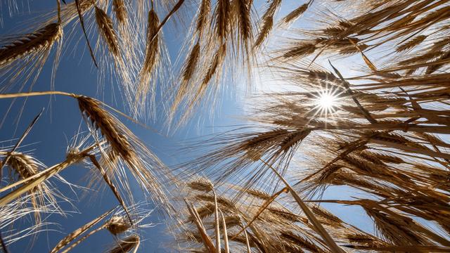 Wetter: Weiterhin extreme Hitze und Tropennächte in Hessen