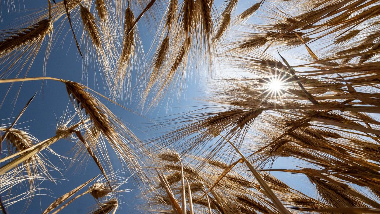 Landwirtschaft: Wie sich Trockenstress auf Hessens Feldern zeigt
