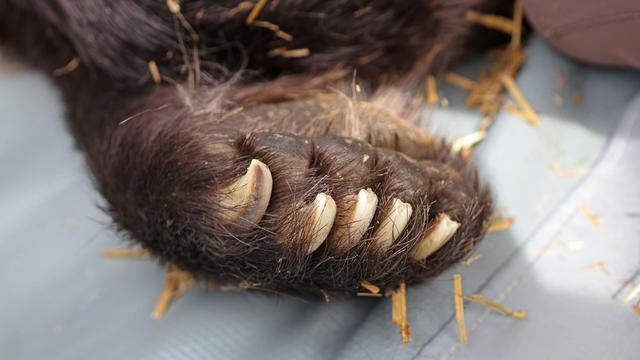 Tiere: Zoo Schwerin trauert um Braunbärin Lena
