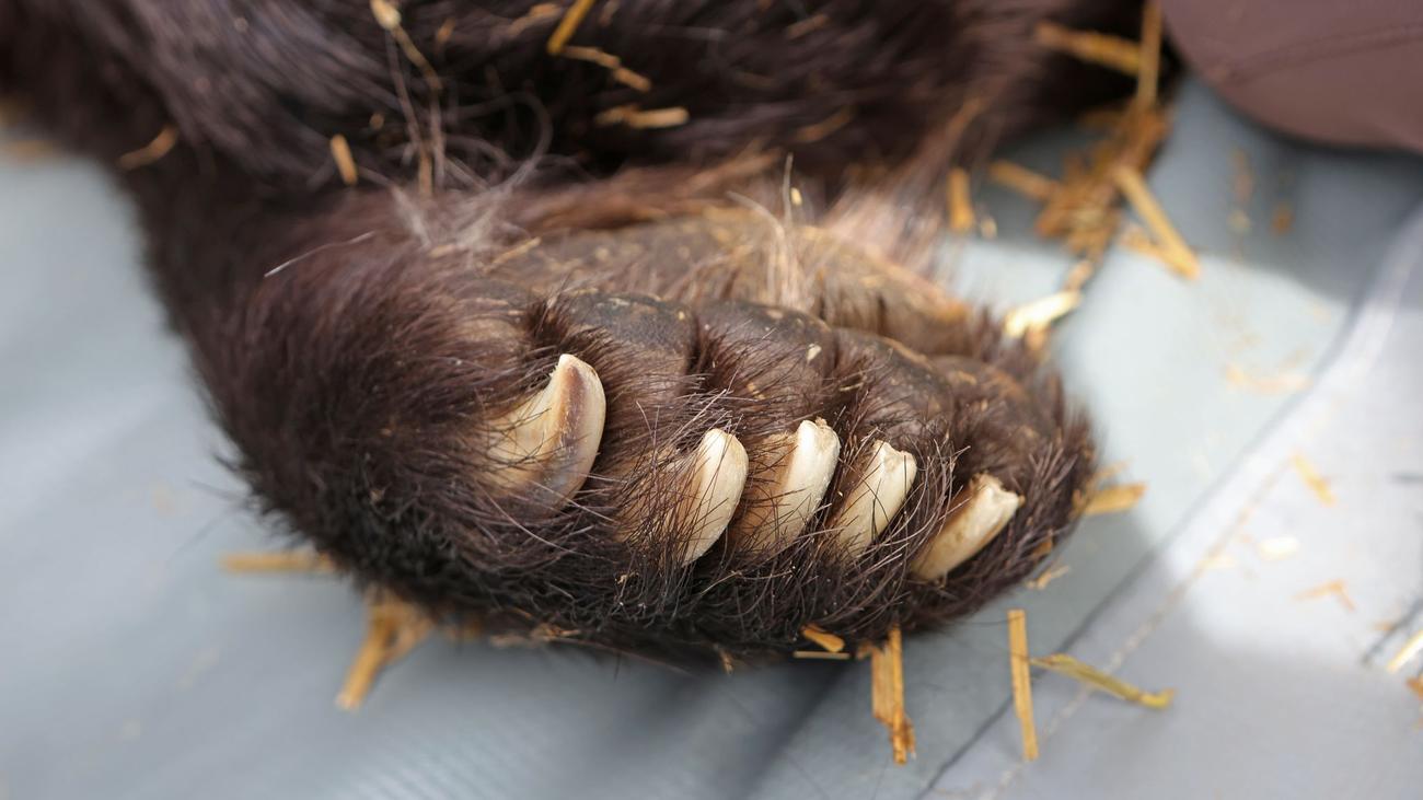 Tiere: Zoo Schwerin trauert um Braunbärin Lena