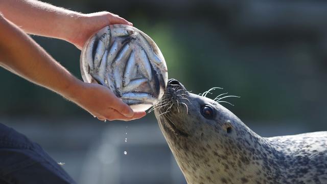 Tierische Abkühlung: Eisbomben und Duschen zur Erfrischung von Zootieren