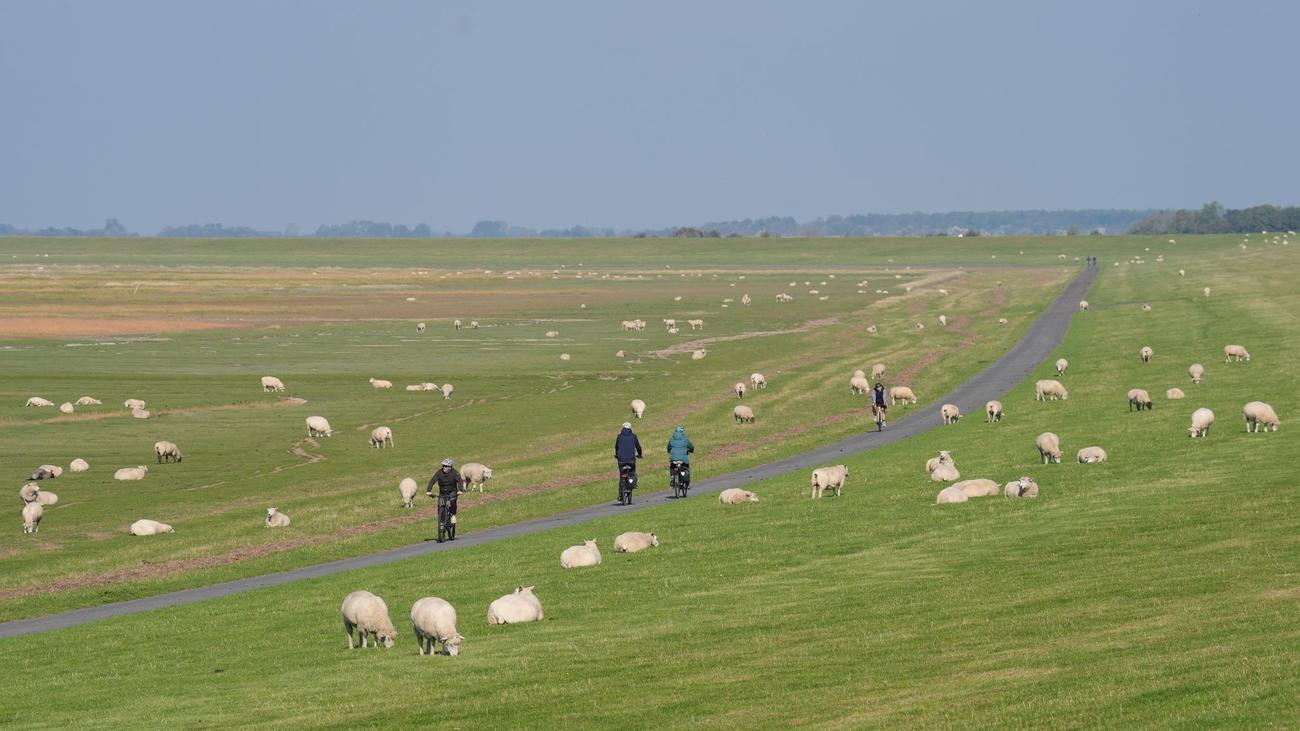 Zum Welterbetitel-Geburtstag: Warum an Nordseedeichen Frühstücksbuffets aufgebaut werden