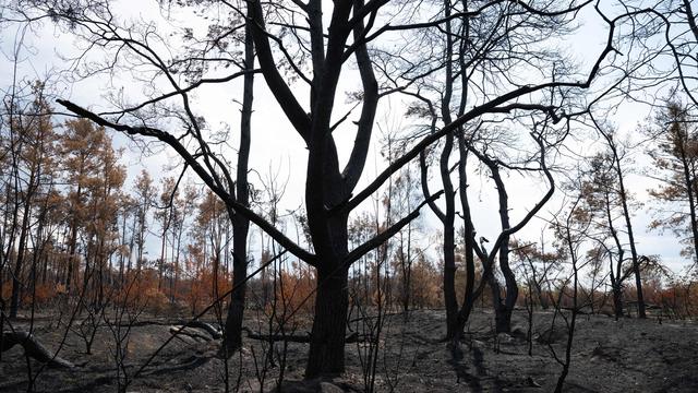 Waldbrände: Warum sind Waldbrände in der Gohrischheide ein Problem?