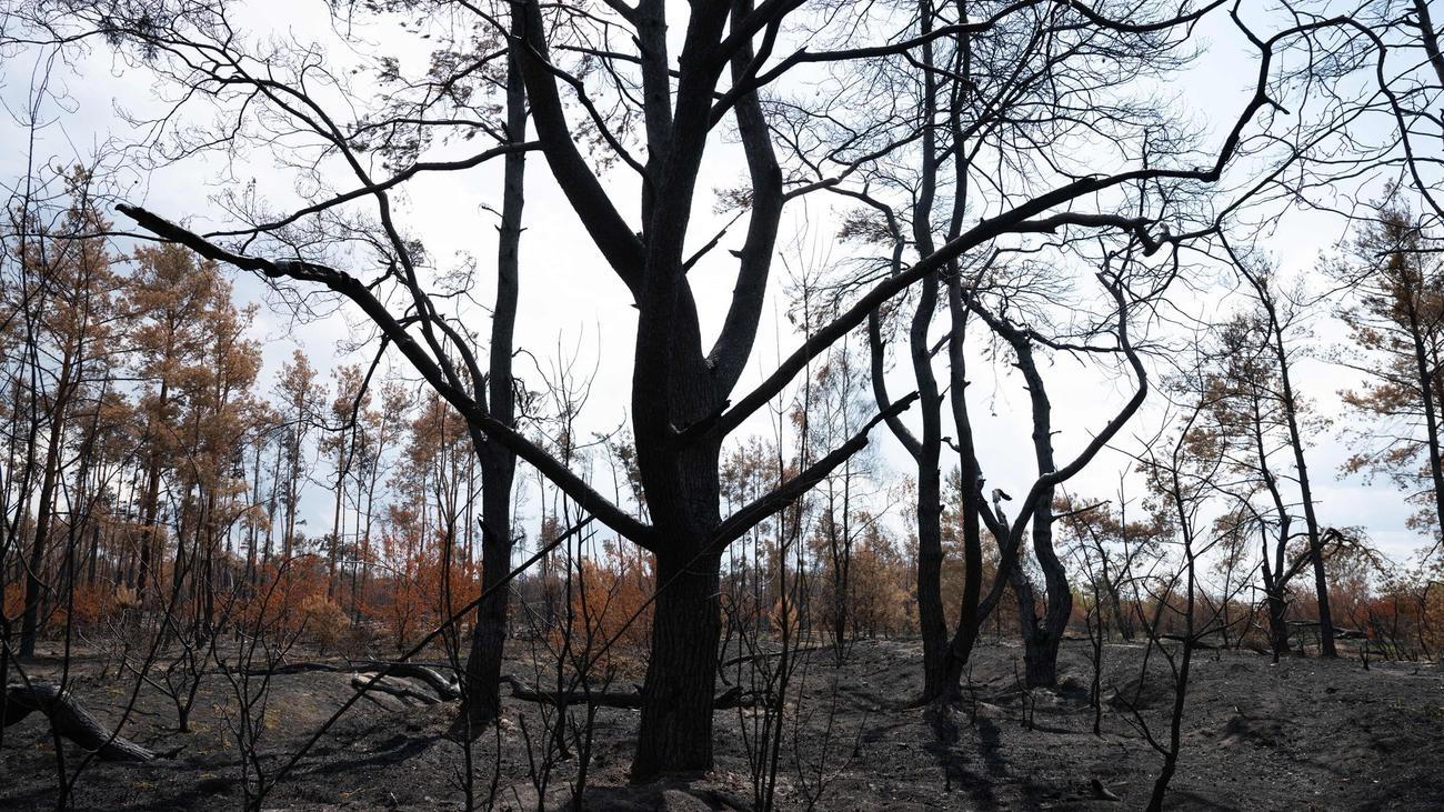 Waldbrände: Warum sind Waldbrände in der Gohrischheide ein Problem?