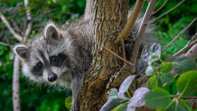 Tierischer Einsatz: Was der Waschbär auf der Polizistenschulter macht