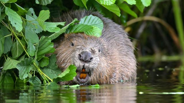 Tierrettung: Biber Barbara überlebt Zugunfall