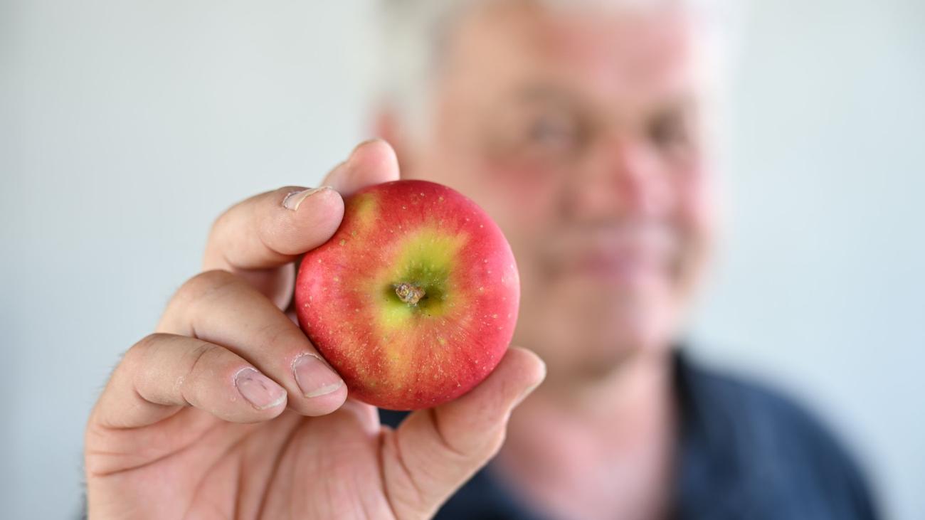 Der Apfel der Zukunft?: Das kann der neue Superapfel vom Bodensee