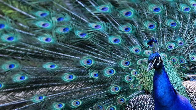 Kurios: Pfau auf Abwegen: Polizei sucht Besitzer des Tieres