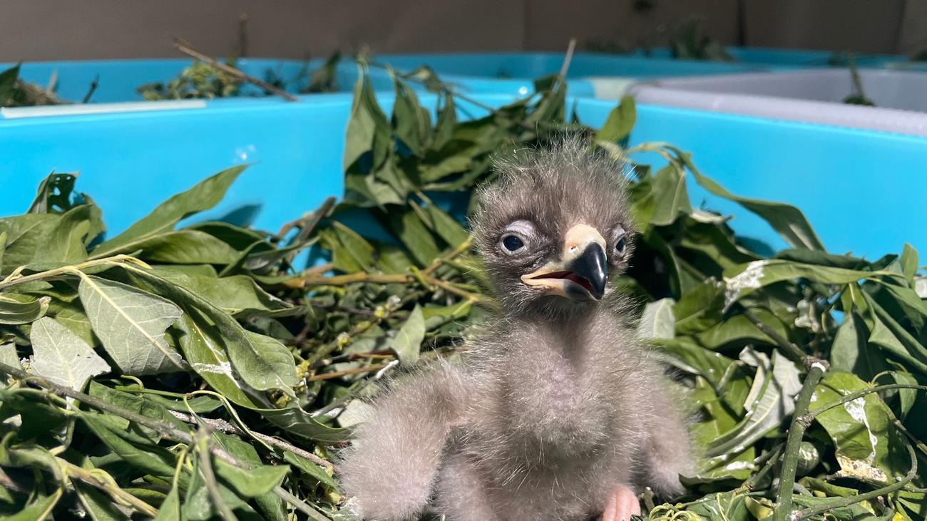 Bedrohte Tierart: Aufwendige Aufzucht - 26 Schreiadler-Küken geschlüpft