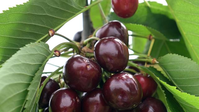 Obstanbau: Bessere Kirschenernte erwartet - weniger Frostschäden