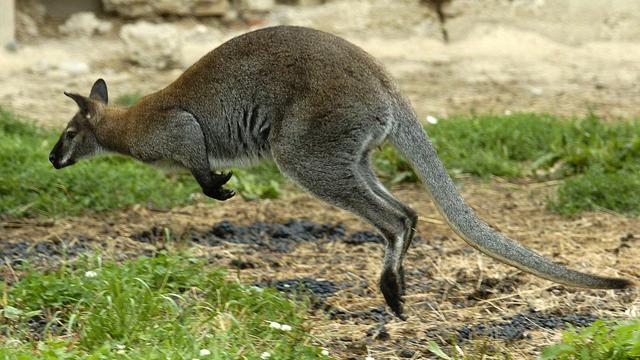 «Einfach zu flink»: Flinkes Känguru entflieht der Polizei