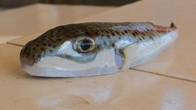 Invasive Art im Mittelmeer: Griechenland: Jagd auf giftigen Hasenkopf-Kugelfisch