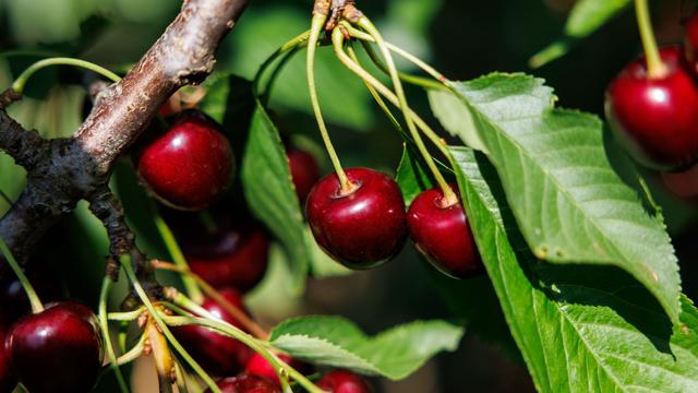 Obst: Kirschen satt - gute Ernte in Bayern erwartet