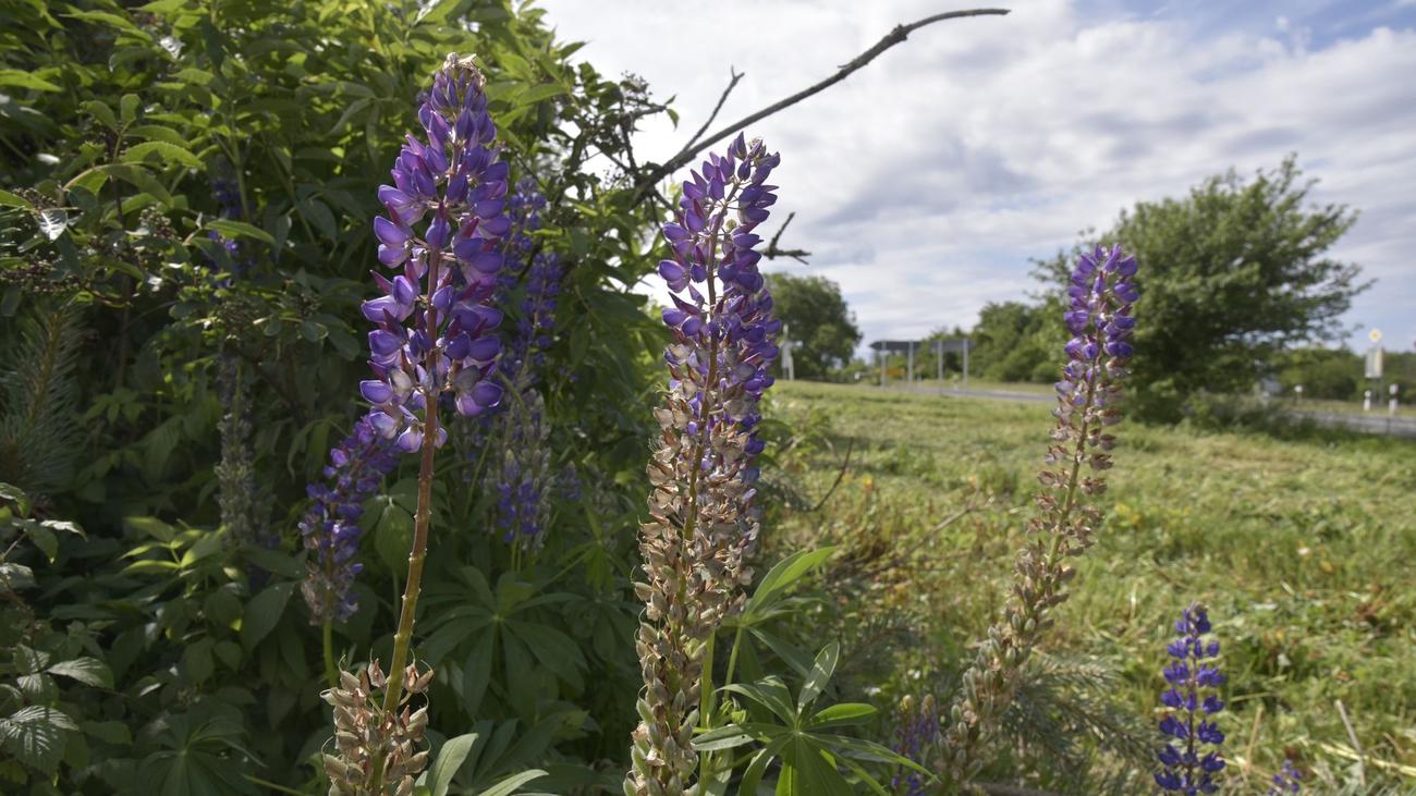 Nicht heimisch: Ökologische Gefahr? Invasive Stauden-Lupine breitet sich aus