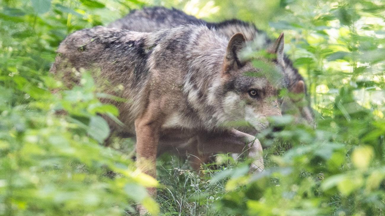 Tierschutz-Debatte: Jagd auf Wölfe in Hessen? Kritik an Ministeriumsplan