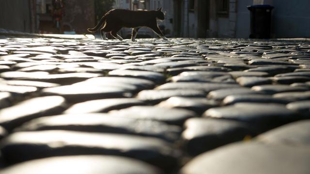 Haustier aus Frankreich: Katze Nini aus Nizza: Verschwunden und in Thüringen gefunden