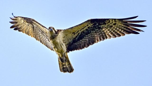 Seltene Vögel: Nach Küken-Drama nun wieder Fischadler-Jungen im Südwesten