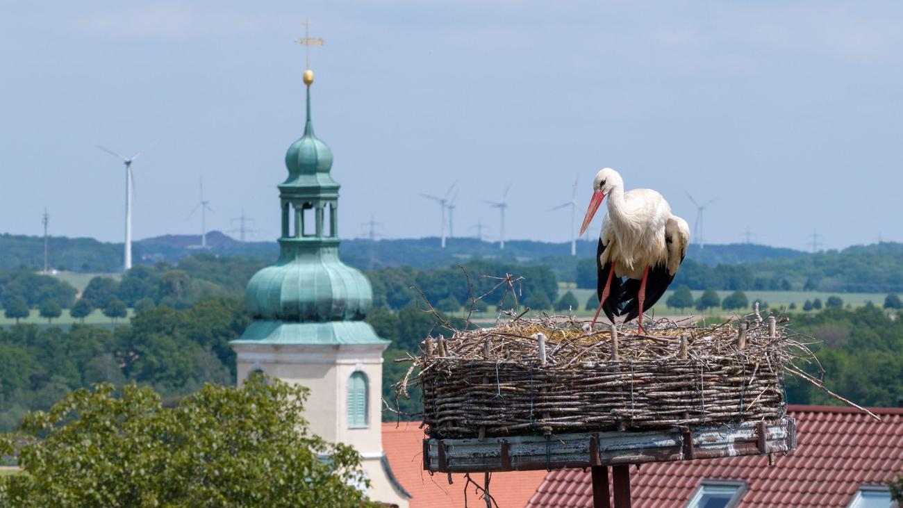 Tiere: Storchennest in Ostro sorgt für Zwist