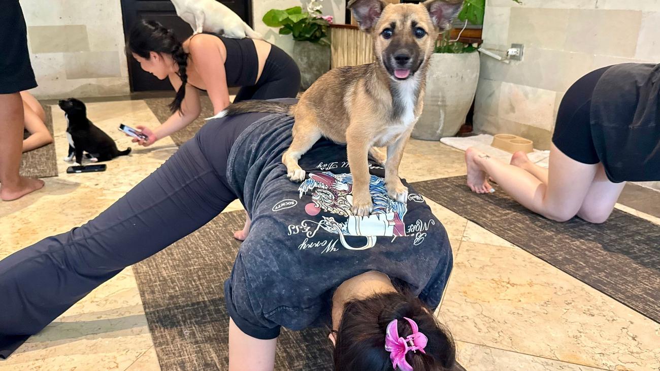 Boom mit Schattenseiten: Trend Puppy Yoga: Herabschauender Hund trifft Hundebabys