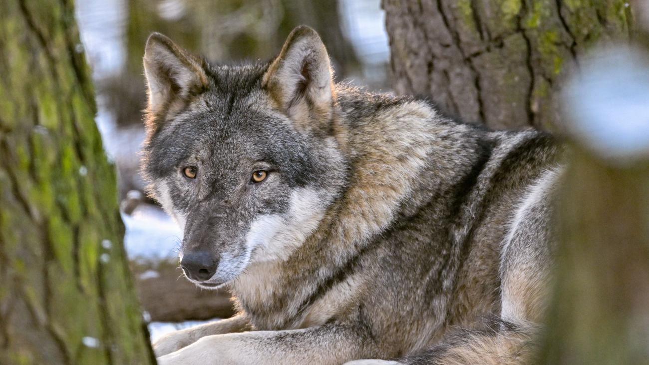 Wolfspolitik: Brandenburg ringt um Regeln für die Wolfsjagd