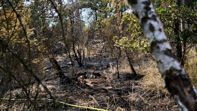 Großeinsatz: Einsatzkräfte melden Löscherfolge bei Waldbrand