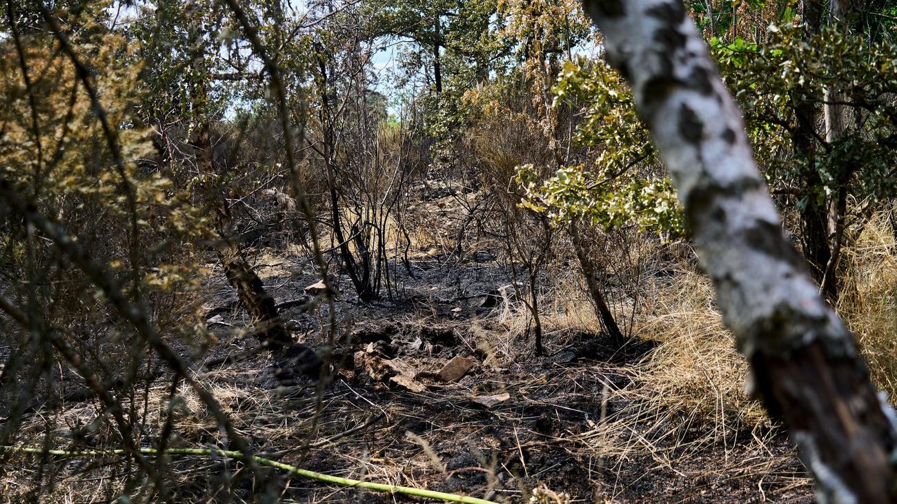 Großeinsatz: Einsatzkräfte melden Löscherfolge bei Waldbrand