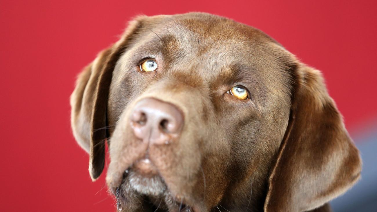 Glückliches Ende: Erschrockener Labrador rennt davon - Polizei wird zum Retter