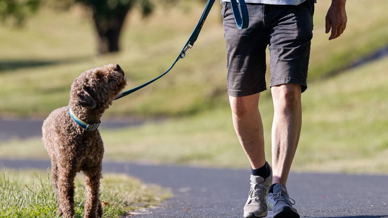 Gilt ab Juli: Führerschein für Hunde - Was Halter wissen müssen
