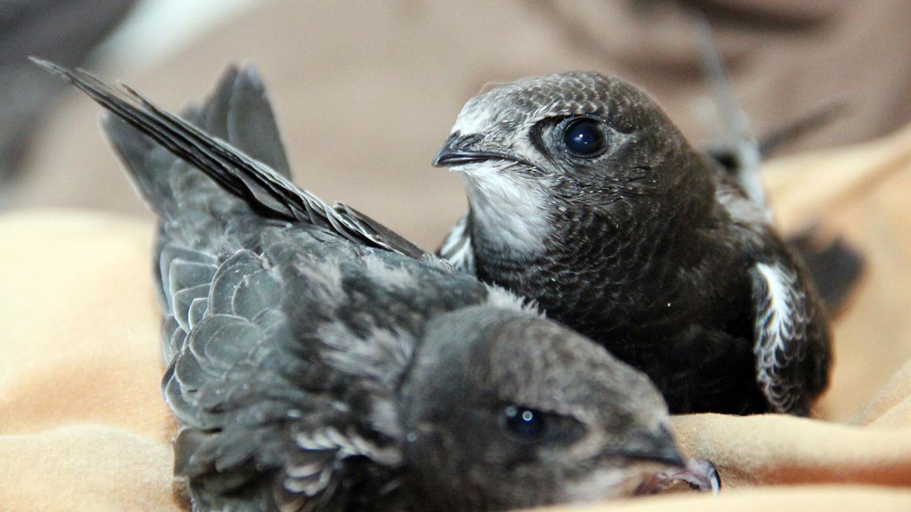 Folgen der Hitze: Hitzewelle bringt Bayerns größte Vogelstation ans Limit