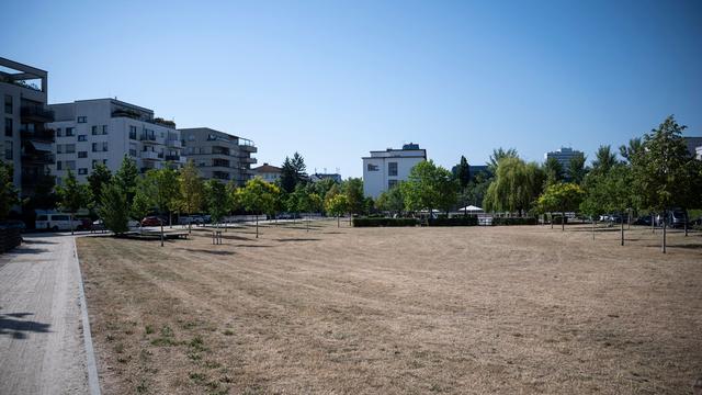 Trockenheit in Hessen: Klimawandel trifft wichtige Grünanlagen in der Stadt
