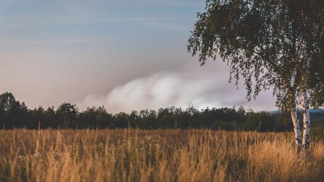 Brände: Der Waldbrand bei Meuselwitz ist unter Kontrolle. Wann das Feuer endgültig gelöscht sein wird, ist aber noch unklar. (Symbolbild)