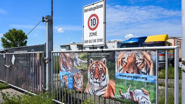 Erschossener Tiger: Nach Tigerausbruch - Behörden bei Haltung nahe Leipzig