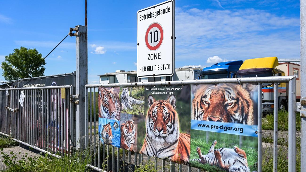 Erschossener Tiger: Nach Tigerausbruch - Behörden bei Haltung nahe Leipzig