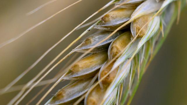 Ernteauftakt: Sachsens Bauern warnen: Steigende Kosten belasten Betriebe
