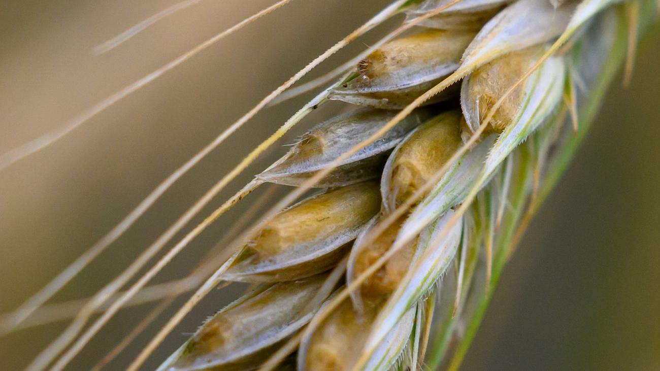 Ernteauftakt: Sachsens Bauern warnen: Steigende Kosten belasten Betriebe