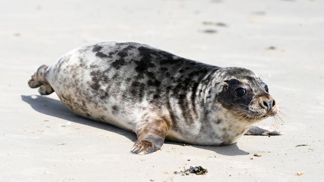 Naturschutz: So viele Kegelrobben leben im Wattenmeer und auf Helgoland
