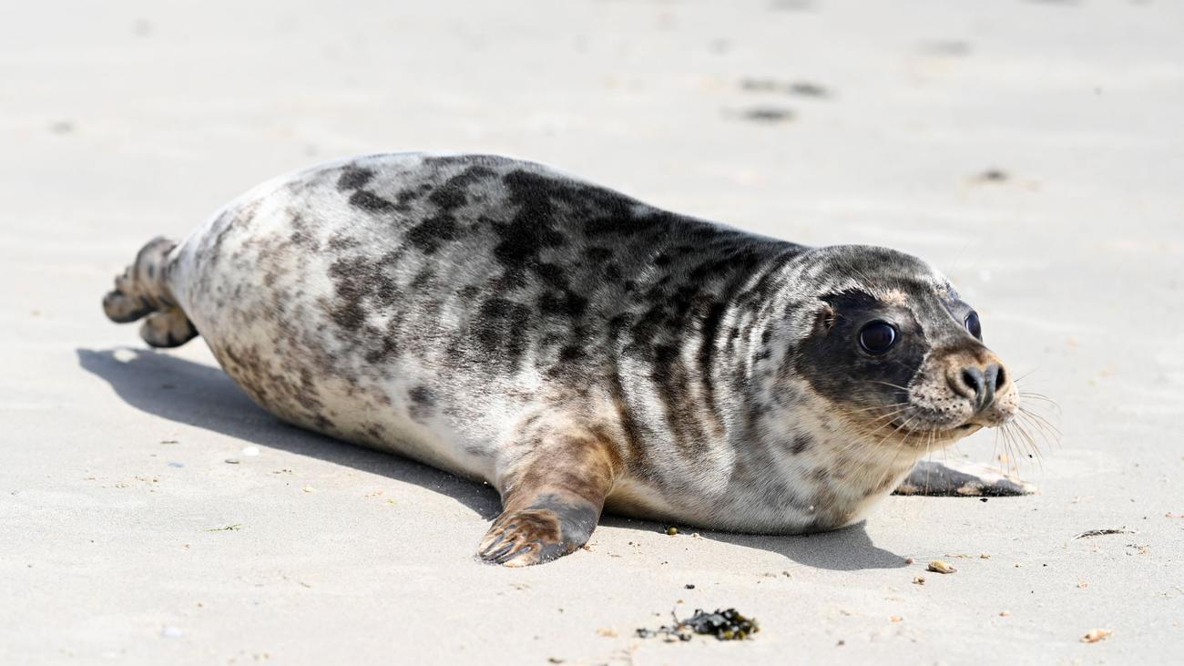 Naturschutz: So viele Kegelrobben leben im Wattenmeer und auf Helgoland