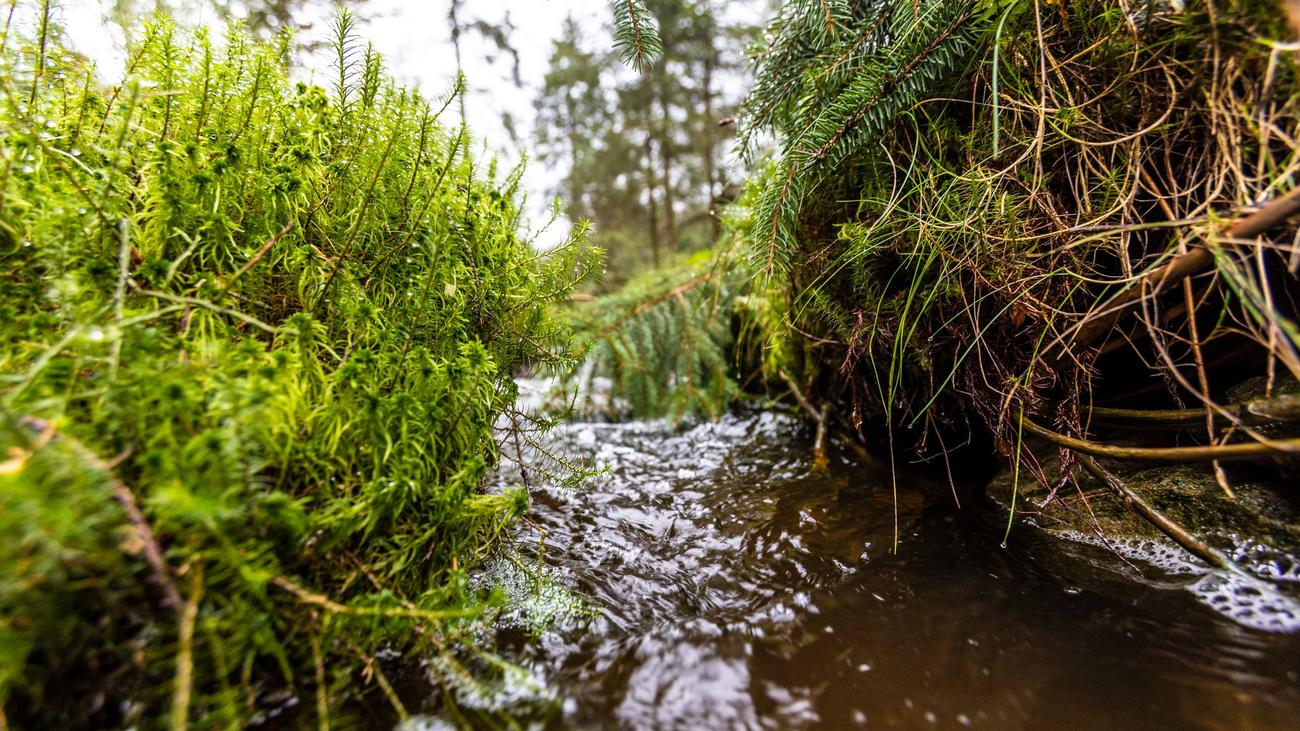 Klimaschutz: Landesforsten wollen weitere Moore renaturieren