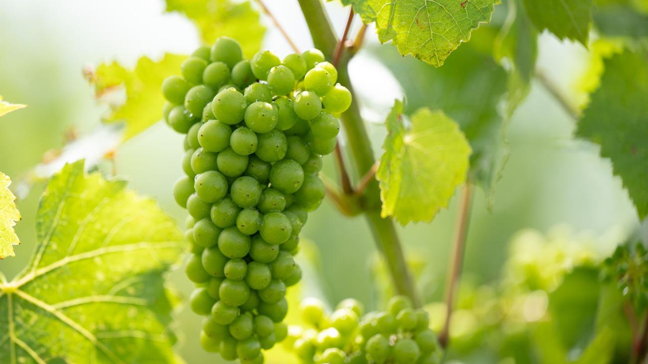 Weinanbau: Landesstiftung präsentiert Öko-Weinberg